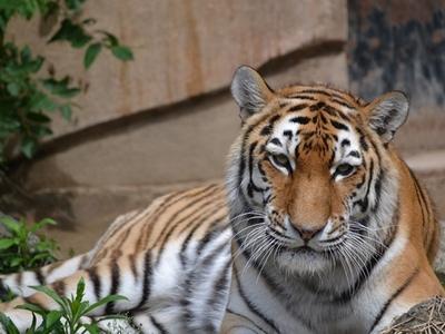 富山市ファミリーパーク｜おでかけ　子連れ　動物園