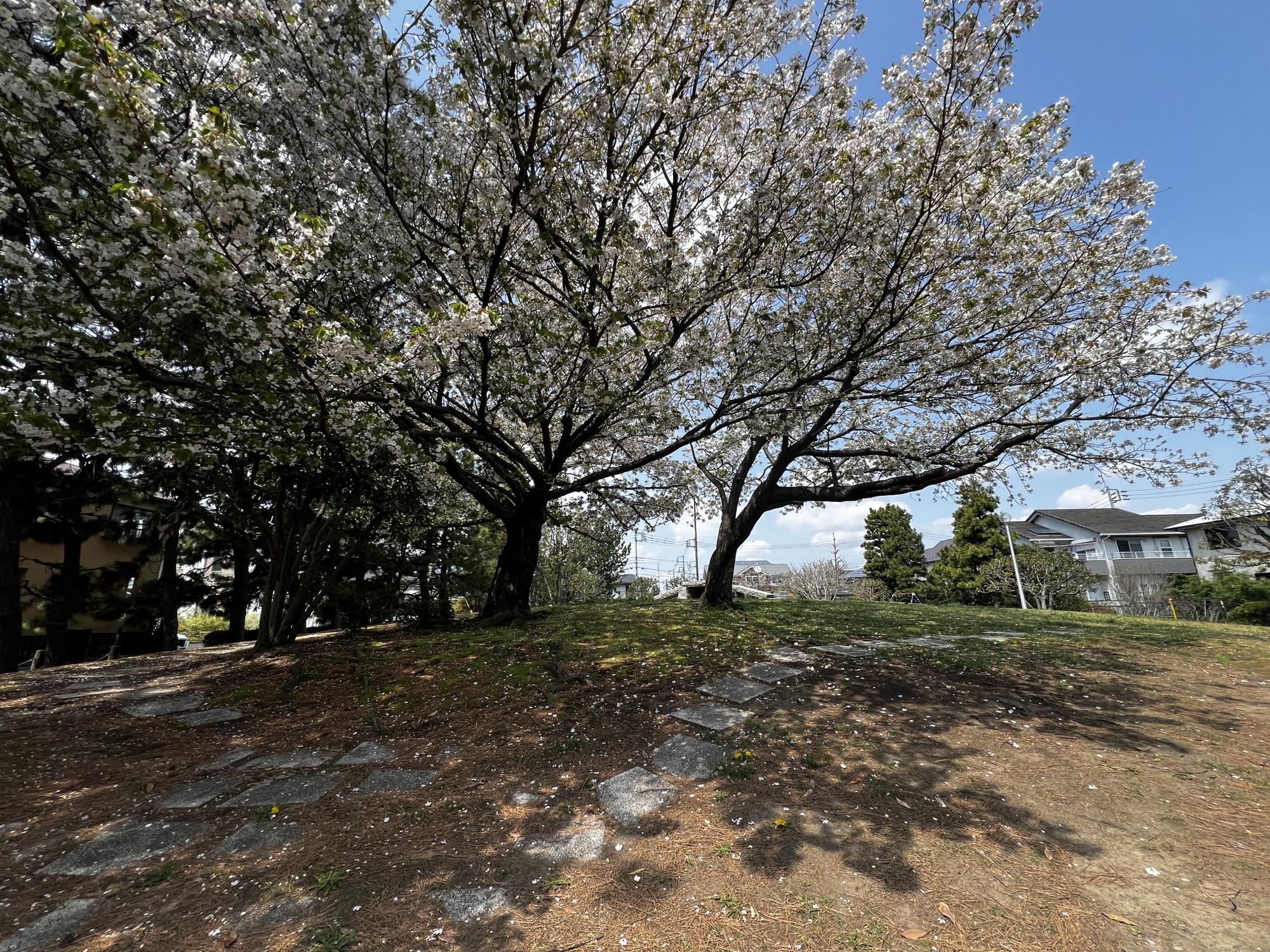 高洲北街区公園