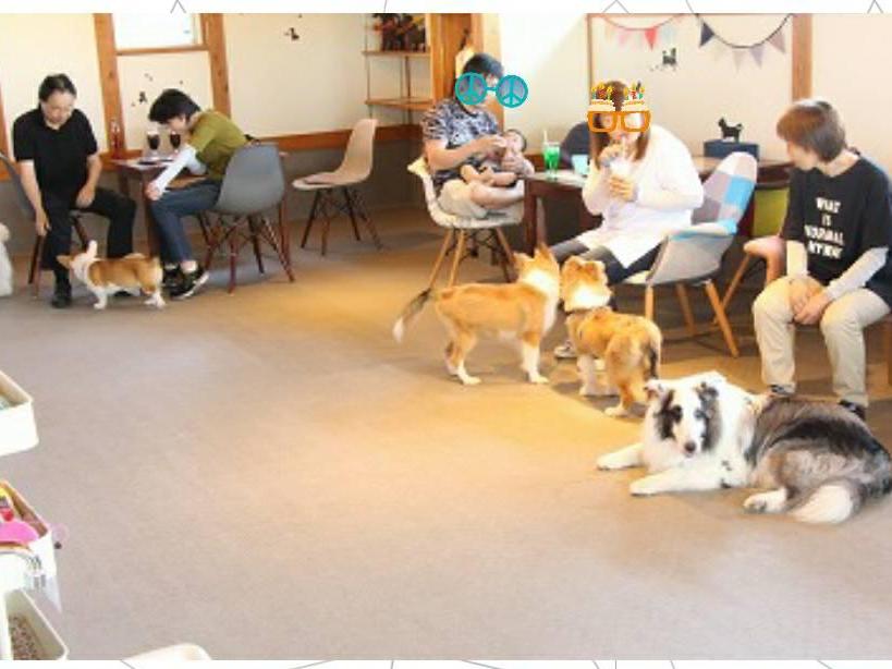 わんちゃんの広場ohana.(オハナ)