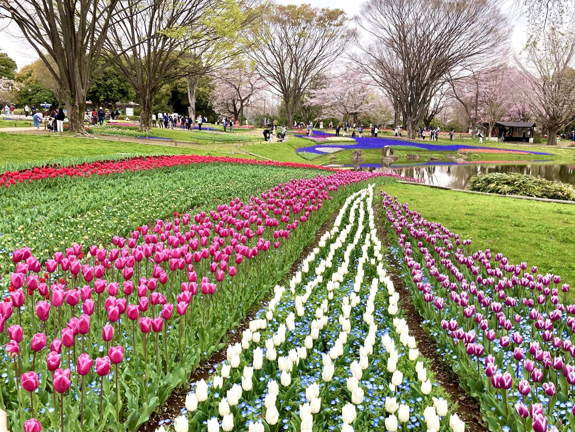国営昭和記念公園